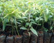 Grafted Mangoe seedlings for sale