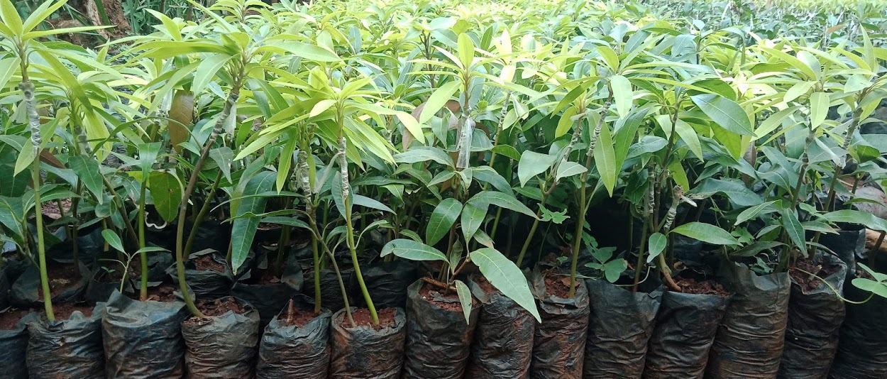Grafted Mangoe seedlings for sale