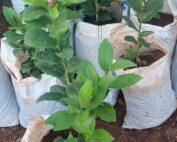 Grafted-Mayer-Lemon-seedling