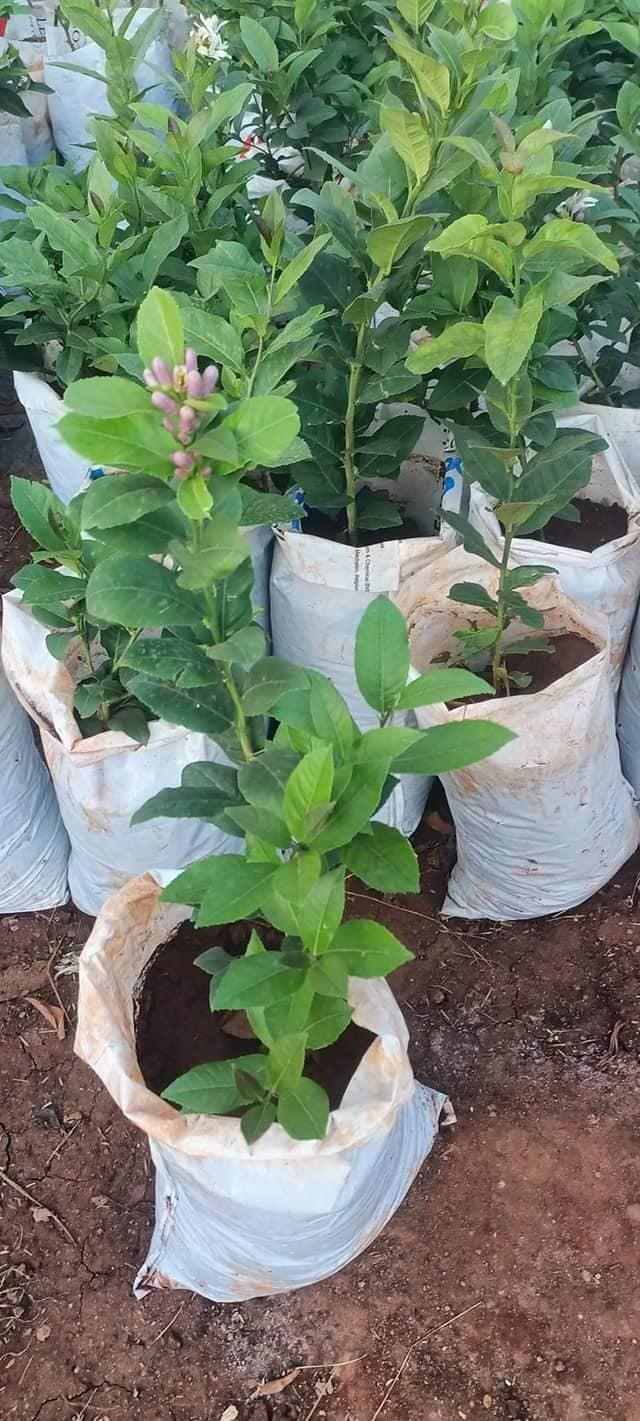 Grafted-Mayer-Lemon-seedling