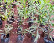Grafted-Seedlings-plantaation-e1684136098588