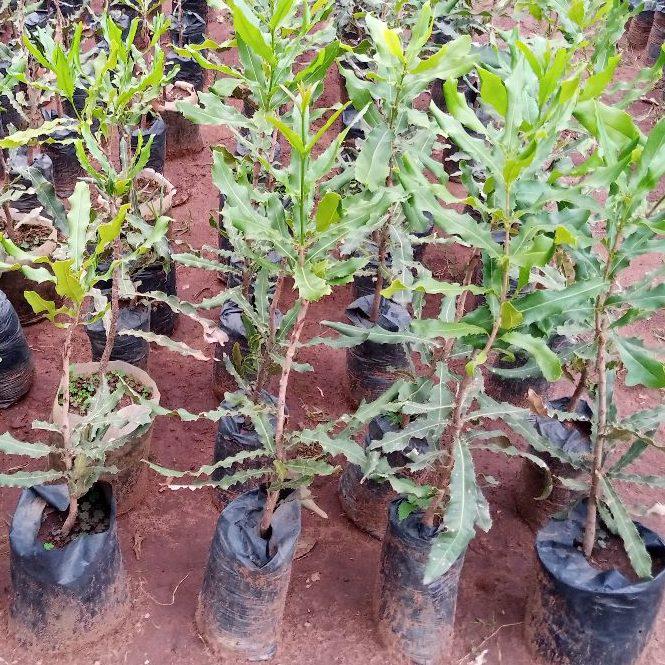 Grafted-Seedlings-plantaation-e1684136098588