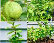 Green-paradise-red-guava1_1200x1200