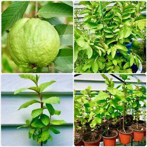 Green-paradise-red-guava1_1200x1200