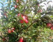 IMG-20220720-WA0033