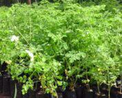 Moringa_seedlings_in__DNRC_nursery_Large