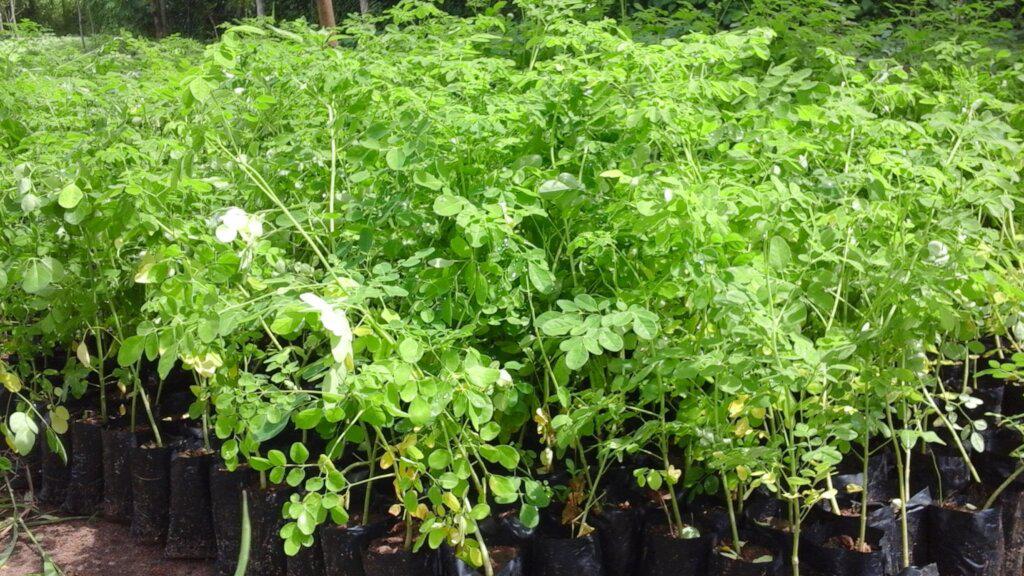Moringa_seedlings_in__DNRC_nursery_Large