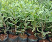 Muranga 20 macadamia seedlings for sale