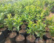 PIXIE-SEEDLINGS