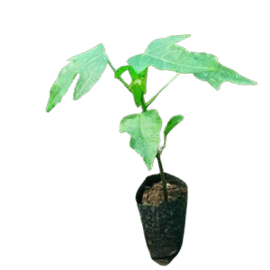 Dwarf Malkia F1 Pawpaw Seedling