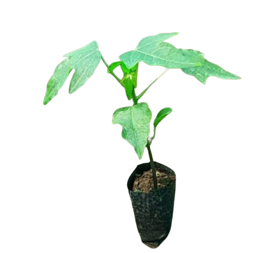 Red Lady Dwarf Pawpaw Seedling