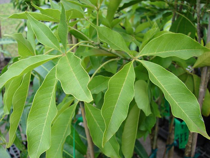 SapoteWStarr