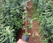 cherry_guava_seedlings_1649681692_65c13fd3_progressive