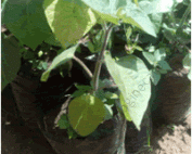 gooseberry-field-transplanting200