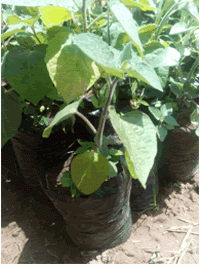 gooseberry-field-transplanting200