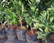 grafted-sweet-tangerine-orange-seedlings-at-Farmers-Trend-nursery-0724-559286