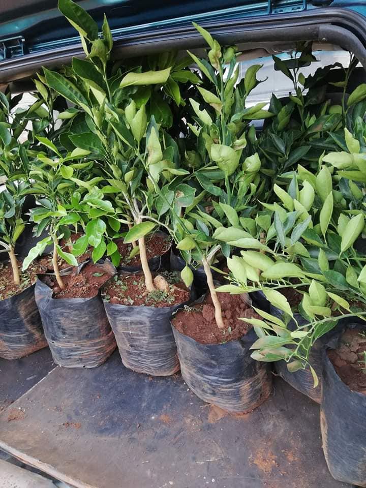 grafted-sweet-tangerine-orange-seedlings-at-Farmers-Trend-nursery-0724-559286