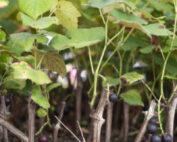grape-plants-young