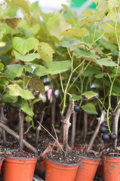 grape-plants-young