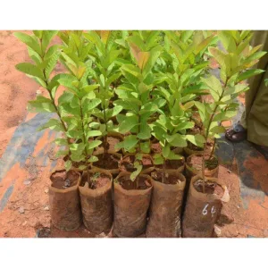 guava-nursery-plant-500x500