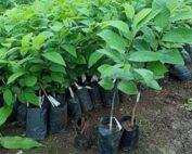 heaven-of-saplings-custard-apple-plant-pack-of-1-product-images-orvmzdwmniy-p603064963-4-202307131132