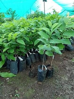 heaven-of-saplings-custard-apple-plant-pack-of-1-product-images-orvmzdwmniy-p603064963-4-202307131132