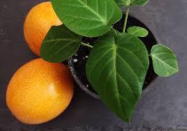 images (32)