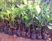 jackfruit-500x375