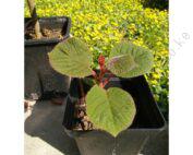 kiwi-seedlings