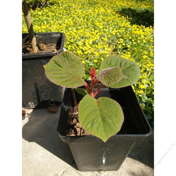 kiwi-seedlings