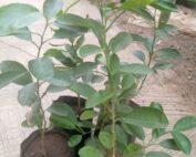 lime-seedling