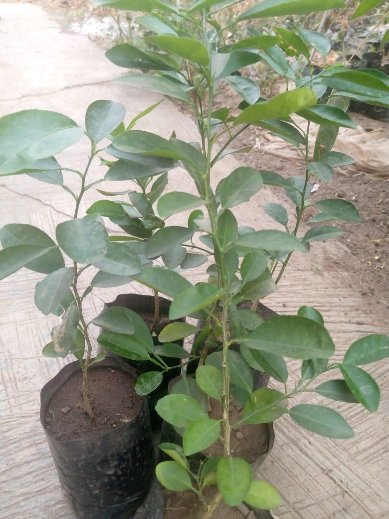 lime-seedling