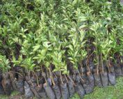 oranges-seedlings