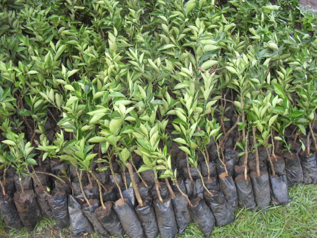 oranges-seedlings