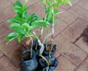 passion-fruit-grafted-plants-1595084827-5525102