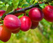 plum-tree