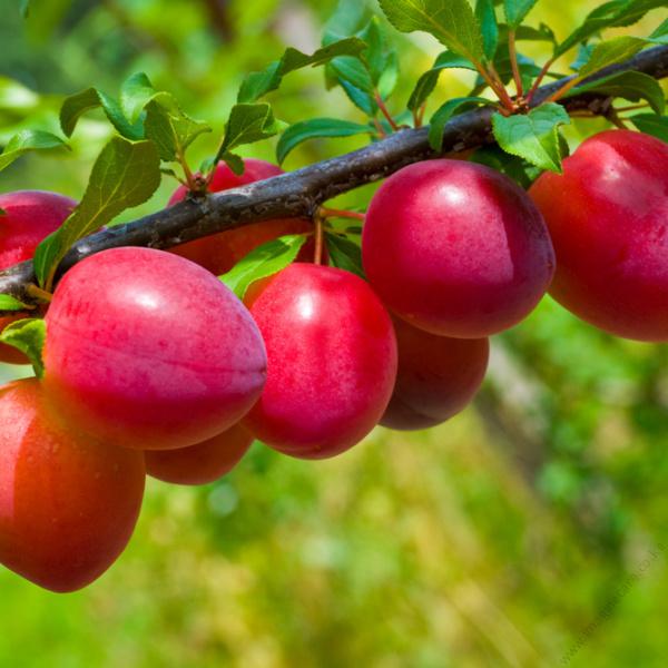 plum-tree
