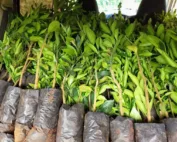 ready-Fuerte-Avocado-Seedlings
