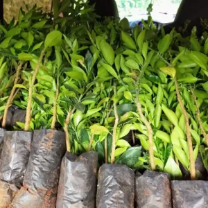 ready-Fuerte-Avocado-Seedlings