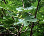 rsz_fig-tree