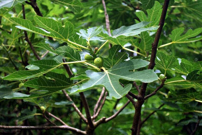 rsz_fig-tree