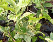 varigated-lemon-seedlings-farmers-trend