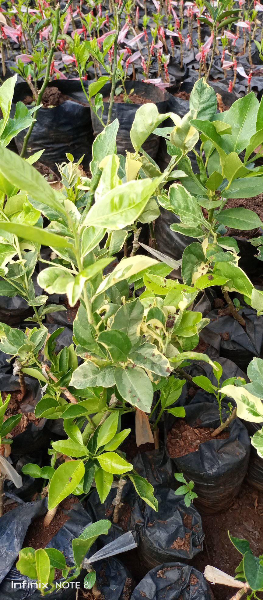 varigated-lemon-seedlings-farmers-trend