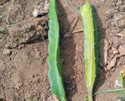 Dragon Fruit White Unrooted Cutting