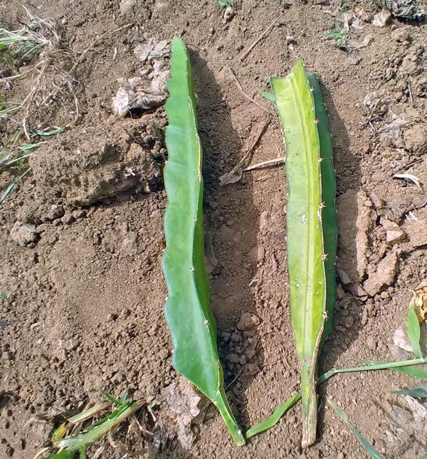 Dragon Fruit White Unrooted Cutting