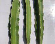 Dragon Fruit Red Unrooted Cutting