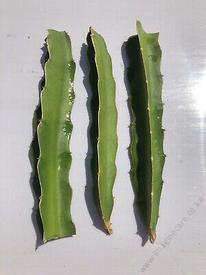 Dragon Fruit Red Unrooted Cutting
