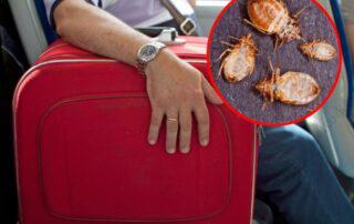 How to Get Rid of Bed Bugs: Pest Control Expert Tips and Tricks