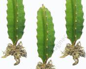 Dragon Fruit Yellow Rooted Cutting