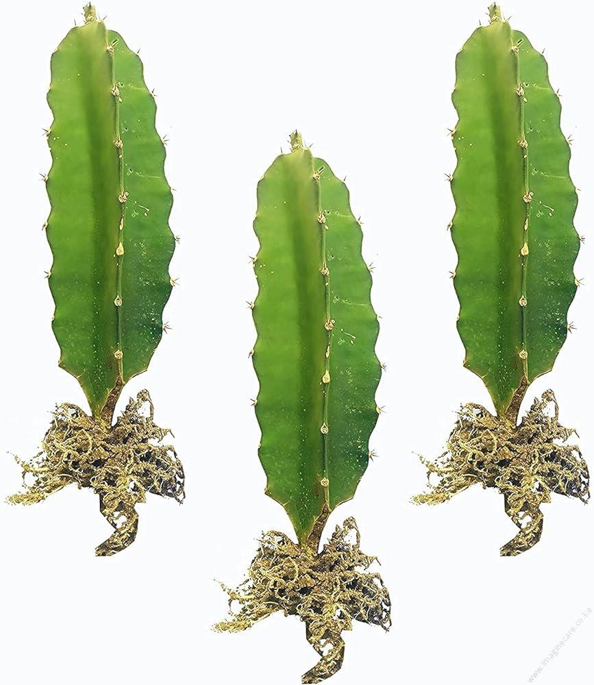 Dragon Fruit Yellow Rooted Cutting